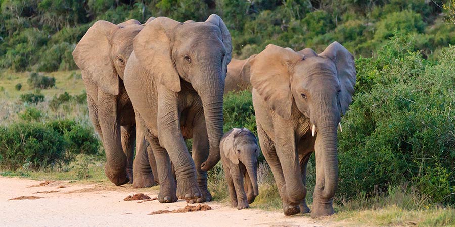 Encountering the elephants of Addo Elephant Park